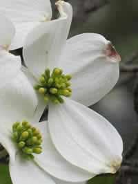 Dogwood in Danville, Kentucky