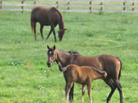 Woodford County, Horses Grazing