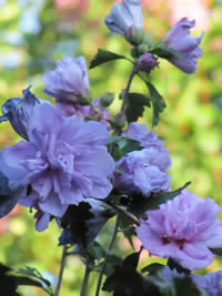 Rose of Sharon Boyle County, Kentucky