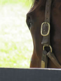 Horse in Profile, Woodford County, Kentucky