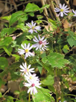 Wildflowers in Boyle County, Kentucky